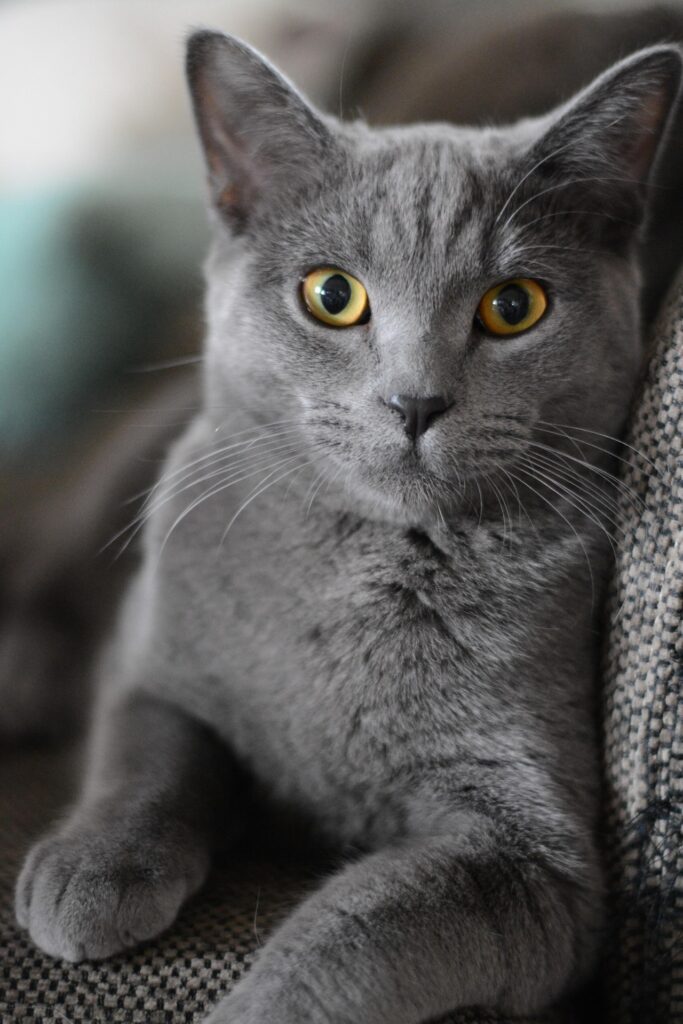 cat-2528935_1920 - SOHOSILK苏豪丝绸