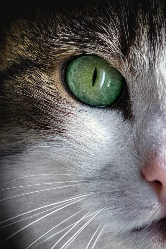 cat-5855647_1920 - SOHOSILK苏豪丝绸