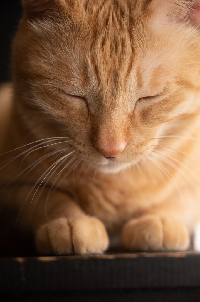 cat-6664412_1920 - SOHOSILK苏豪丝绸